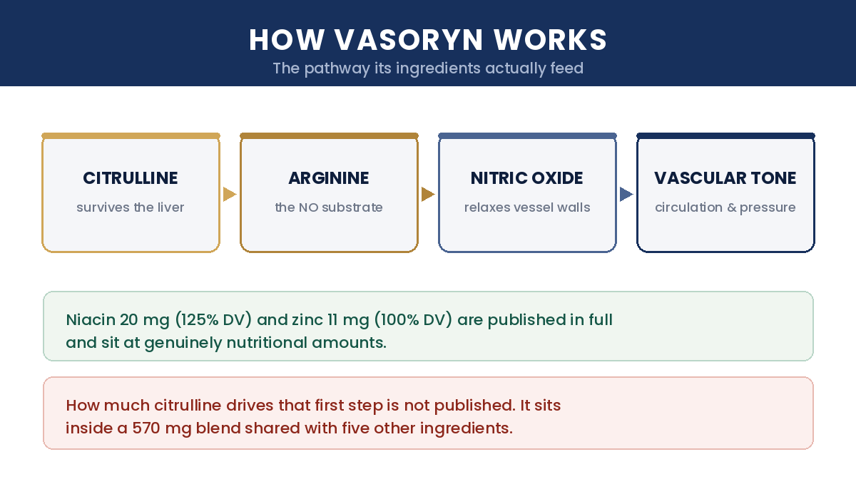 How Vasoryn works: citrulline survives the liver, converts to arginine, becomes nitric oxide, supports vascular tone